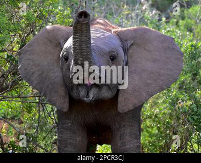 Faune au parc national Addo Elephant, Port Elizabeth, Afrique du Sud Banque D'Images