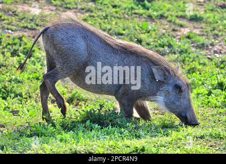 Faune au parc national Addo Elephant, Port Elizabeth, Afrique du Sud Banque D'Images