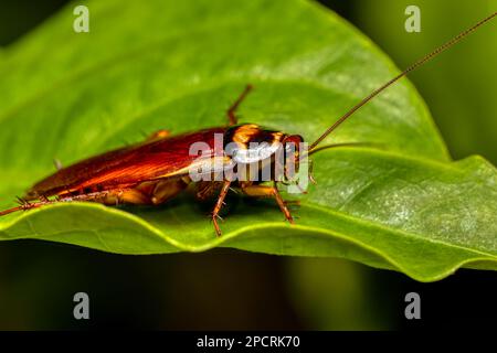 Cacaoteuse australienne (Periplaneta australasiae), espèce commune d'insectes de cafards tropicaux. Parc national de Ranomafana, Madagascar faune Banque D'Images