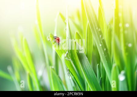 Herbe verte avec rosée et minuscule coccinelle sur fond flou, gros plan Banque D'Images