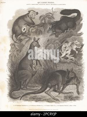 Opossum nord-américain, Didelphis virginiana 1, planeur à ventre jaune, Pesaurus australis 2, opossum de souris de Linnaeus avec jeunes, Marmosa murina 3, et kangourou gris de l'est, Macropus giganteus, mâle et femelle avec joey 4. Gravure sur plaque de copperplate de J. Scott d'après Sydenham Edwards de la Cyclopedia d'Abraham Rees ou du Dictionnaire universel des arts, des sciences et de la littérature, Longman, Hurst, Rees, Orme, Paternoster Row, Londres, 1 juillet 1810. Banque D'Images