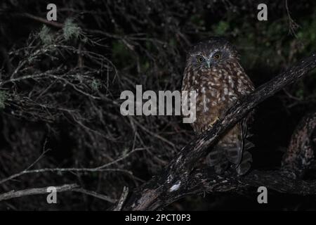 Un moréporc ou un rouru, Ninox novaeseelandiae, de l'île Stewart, Aotearoa. La seule espèce endémique de chouette laissée en Nouvelle-Zélande. Banque D'Images