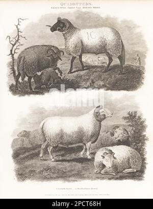 Norfolk Horn, Ovis aries, bélier, brebis et agneau de race britannique à face noire en danger critique 1. Hertfordshire, Ovis aries, bélier, brebis et agneau de race britannique éteinte de laine courte 2. Gravure sur plaque de copperplate de J. Scott d'après Sydenham Edwards de la Cyclopedia d'Abraham Rees ou du Dictionnaire universel des arts, des sciences et de la littérature, Longman, Hurst, Rees, Orme, Paternoster Row, Londres, 1 janvier 1808. Banque D'Images