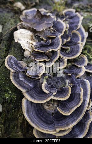 Détail des champignons et des champignons sur un tronc d'arbre ancien et mort dans la forêt Banque D'Images