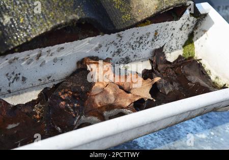 Nettoyage de la gouttière des feuilles et de la saleté. Nettoyage de la gouttière de toit en gros plan. Nettoyage des gouttières. Banque D'Images