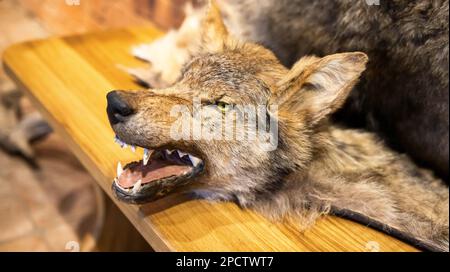 Loup farci à bouche ouverte et grosses dents. Tête de loup, trophées de chasse. Banque D'Images
