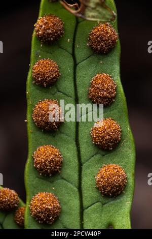 Macro de la face inférieure d'une fougère avec du sori et du sporange contenant des spores dans la forêt d'Aotearoa en Nouvelle-Zélande. Banque D'Images