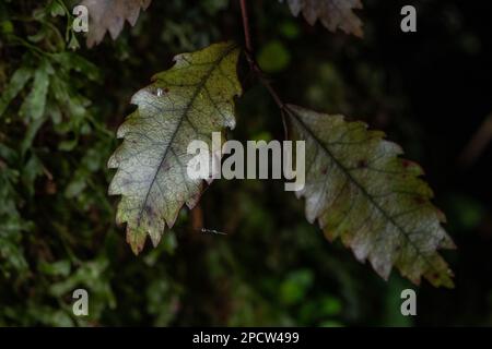 Photo macro d'une feuille de la marbleleaf, Carpodetus serratus, une espèce d'arbre endémique d'Aotearoa Nouvelle-Zélande. Banque D'Images