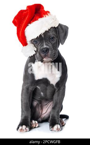 Vieux chien de taureau anglais chiot avec chapeau de père noël isolé sur blanc Banque D'Images