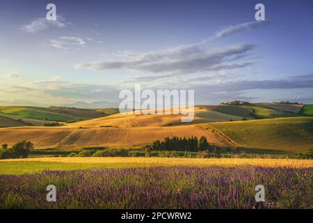 Fleurs de lavande en Toscane, collines ondulantes et champs verts. Santa Luce, province de Pise, Italie, Europe Banque D'Images