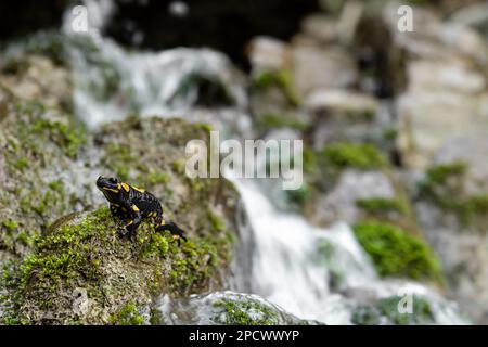 Feu de salamandre sur la mousse avec le ruisseau qui se précipite sur le fond (Salamandra salamandra) Banque D'Images
