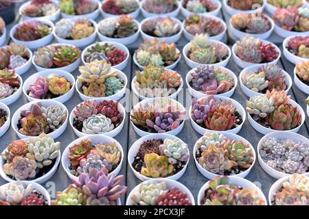 Vue de dessus. Cactus succulents en jardinière ou en pot de cactus miniature décorent le jardin. divers types magnifique marché de cactus ou ferme de cactus. Banque D'Images