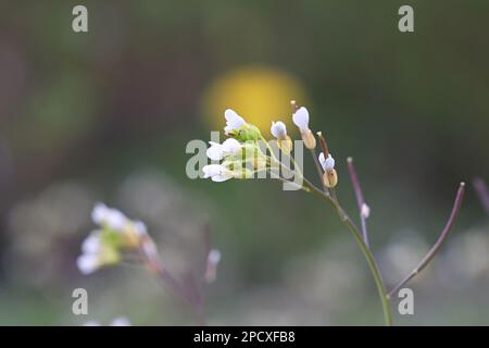 Thale Cresson, Arabidopsis thaliana, également connu sous le nom de souris-oreille Cresson, Thale-Cresson ou Wall Cresson, fleur de printemps sauvage de Finlande Banque D'Images