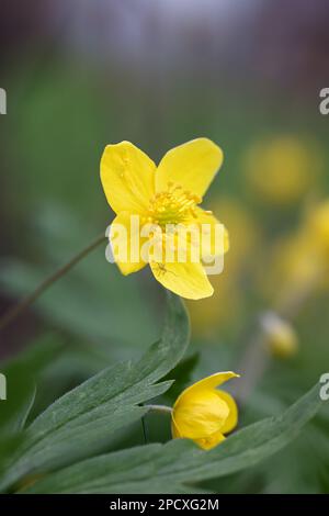 Anemone ranunculides, communément appelée anémone de bois jaune, fleur de printemps sauvage de Finlande Banque D'Images