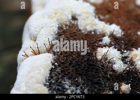 Melanospora lagenaria et Trichoderma pulvinatum parasites d'un champignon polypore en Finlande Banque D'Images