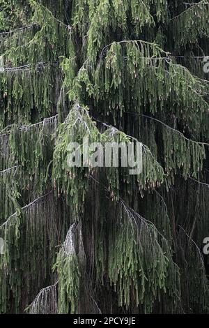 Épinette de pleureuse, Picea abies F. pendula Banque D'Images