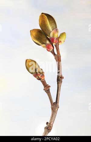 Bourgeons foliaires de l'érable, Acer platanoides Banque D'Images