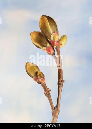 Boutons de feuilles de Norvège érable, Acer platanoides, photographié en avril Banque D'Images