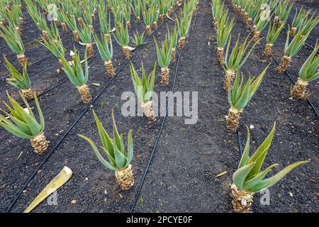 Croissance de l'aloe vera dans un sol volcanique fertile, Fuerteventura, île des Canaries Banque D'Images