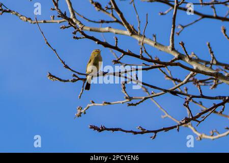 Perroquet perché sur des branches d'arbre sans feuilles en automne Banque D'Images