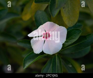 A la recherche incroyable Vinca blanc Catharanthus roseus photo fond d'écran Banque D'Images