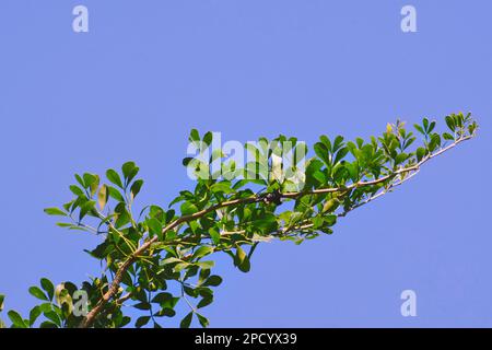 Branche de pomme de bois d'éléphant pleine de belles feuilles vertes essayant d'atteindre le ciel bleu. Banque D'Images