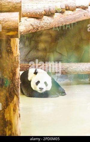 Panda Sleep on Rock dans le zoo Banque D'Images