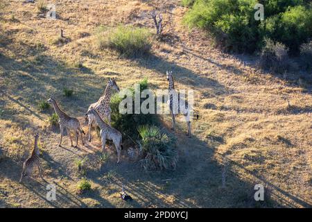 Girafes, Giraffa camelopardalis, vue aérienne du groupe. Okavango Delta, Botswana, Afrique Banque D'Images
