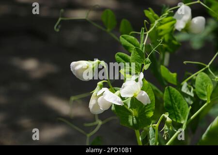 Gros plan de la plante de pois mange-tout avec des fleurs blanches contre un fond sombre au printemps. Image avec espace de copie. Banque D'Images