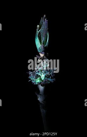 Fluorescence de fleurs de cendres communes, Fraxinus excelsior, photographiée à la lumière ultraviolette (365 nm) Banque D'Images