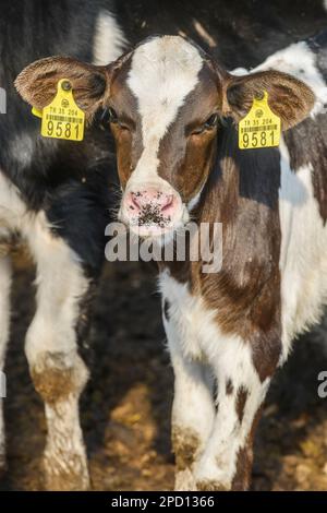 industrie agricole, agriculture et concept d'élevage - troupeau de vaches mangeant du foin dans l'étable sur la ferme laitière Banque D'Images