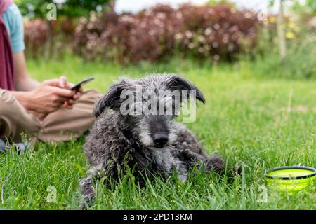 chien mixte bedlington terrier ou bedlington whippet gris peluche chien senior reposant avec le propriétaire sur l'herbe verte animaux de compagnie soins d'adoption et de marche p chien Banque D'Images
