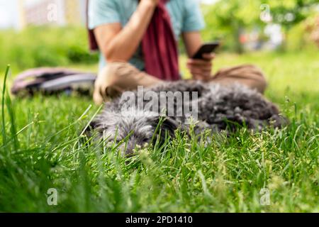 chien mixte endormi terrier de bedlington ou bedlington whippet gris moelleux chien senior reposant avec le propriétaire sur l'herbe verte animaux de compagnie soins d'adoption et de marche Banque D'Images