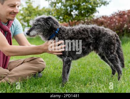 jeune homme souriant petting son chien mixte gris moelleux senior terrier de bedlington whippet sur l'herbe verte animaux de compagnie soins d'adoption et chien de marche amour d'animal de compagnie Banque D'Images