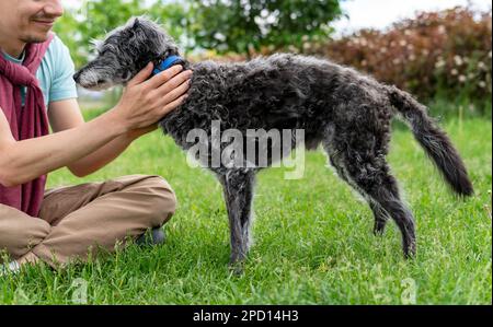 jeune homme souriant petting son chien mixte gris moelleux senior terrier de bedlington whippet sur l'herbe verte animaux de compagnie soins d'adoption et chien de marche amour d'animal de compagnie Banque D'Images