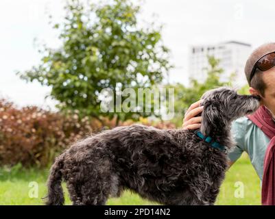 sourire jeune homme péting race mixte gris moelleux chien senior terrier de bedlington whippet sur l'herbe verte animaux de compagnie soins d'adoption et chien de marche amour d'animal de compagnie Banque D'Images