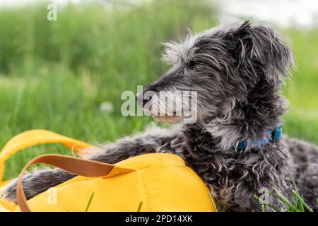 chien mixte bedlington terrier ou bedlington whippet gris peluche chien senior reposant sur l'herbe verte à côté de sacs à dos jaune animaux de compagnie soins d'adoption et Banque D'Images