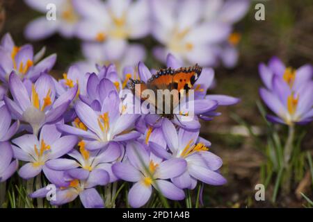 En février 2023, le papillon petit renard est déjà sur les crocus fleuris Banque D'Images