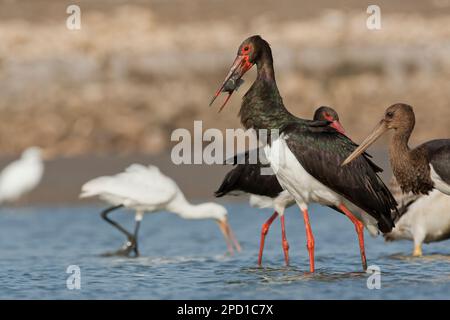 Ciconie noire (Ciconia nigra) essayant d'avaler la rue tilapia Peter's poisson dans l'eau peu profonde photographié en Israël ce wader habite les zones humides, se nourrir Banque D'Images