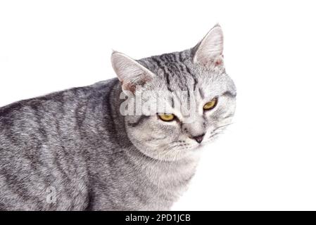 Chat gris assis et regardant dans l'appareil photo à moitié tourné. Isolé sur blanc Banque D'Images