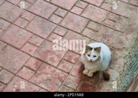Chat sans-abri sur le pavé dans la rue Banque D'Images