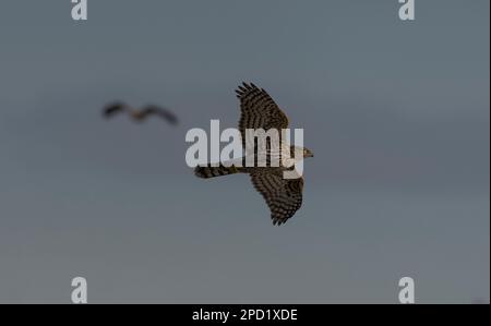 Northern Goshawk en vol au Japon. Banque D'Images