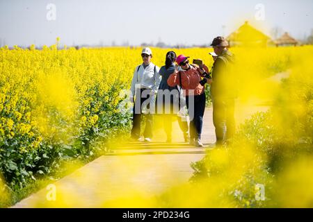 Changsha, province chinoise du Hunan. 14th mars 2023. Les touristes s'amusent dans les champs de fleurs de cole dans le village de Ziliu, canton de Shimeitang, ville de Changde, province du Hunan en Chine centrale, 14 mars 2023. Credit: Chen Sihan/Xinhua/Alay Live News Banque D'Images