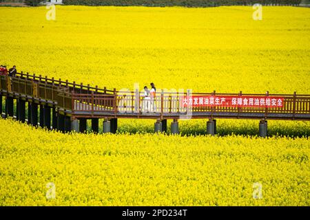 Changsha, province chinoise du Hunan. 14th mars 2023. Les touristes s'amusent dans les champs de fleurs de cole dans le village de Ziliu, canton de Shimeitang, ville de Changde, province du Hunan en Chine centrale, 14 mars 2023. Credit: Chen Sihan/Xinhua/Alay Live News Banque D'Images