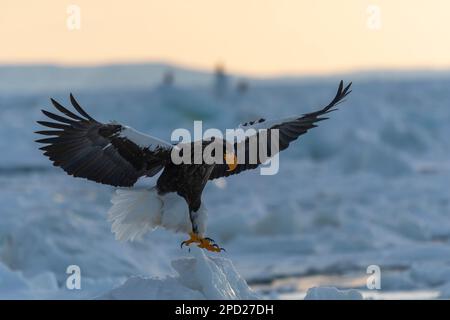 Les magnifiques ailes étirées de l'aigle de mer géant de Steller. Banque D'Images