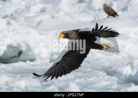 Les magnifiques ailes étirées de l'aigle de mer géant de Steller. Banque D'Images