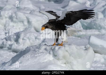 Les magnifiques ailes étirées de l'aigle de mer géant de Steller. Banque D'Images