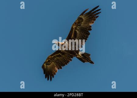 EAGLE à queue biseautée dans le Queensland, en Australie Banque D'Images