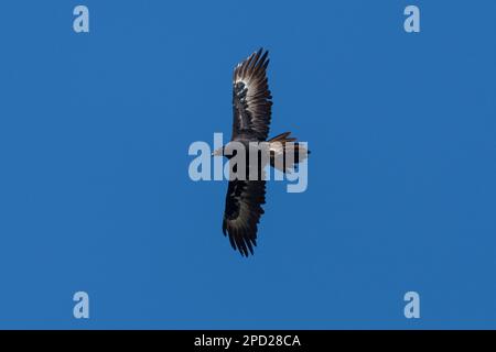 EAGLE à queue biseautée dans le Queensland, en Australie Banque D'Images