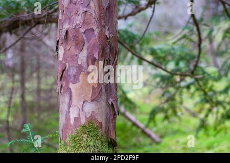 Vue rapprochée du tronc commun de l'if (Taxus baccata). Un tronc d'arbre recouvert de mousse. Banque D'Images